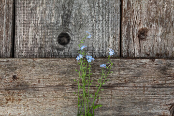 Bouquet of wild little blue flowers on a wooden old background. Top view with a copy of the space.