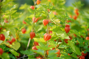 Bright orange lantern-shaped flowers of physalis on sunny summer day. Winter cherry branch outdoors.