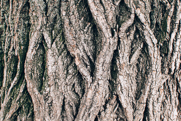 Close up of brown tree bark textured background. Natural backdrop. 