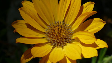 Margherita gialla e viola