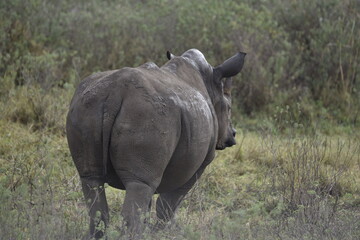Rhino