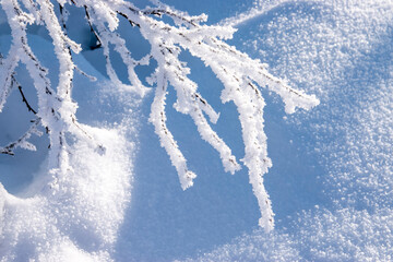Snow covered trees