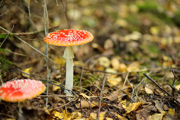 Fly Agaric Amanita muscaria red mushroom in autumn forest
