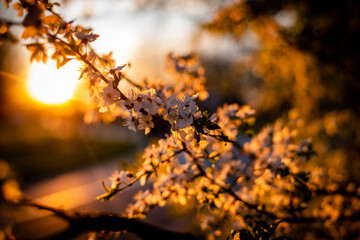 Spring Summer in the forest with sunset on the background and flowers on POV