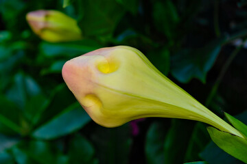 Close side view of a bud of chalice vine (Solandra grandiflora), dark chalice leaves in background, isolated in selective focus.