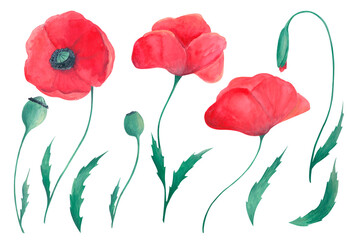 Wild flowers collection clipart. Poppies. Watercolor hand-painted illustrations set.