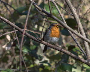 robin on a branch