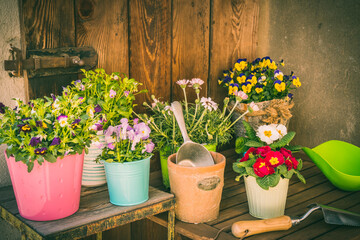 Spring flowers in colorful pots and gardening tools