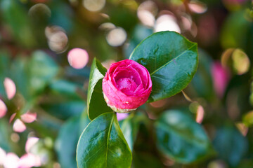 flor de camelia color rosa 