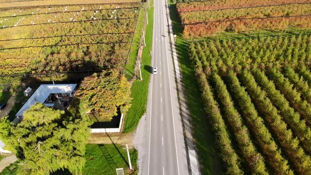 White van driving between fruit orchards, New Zealand countryside. Aerial tracking