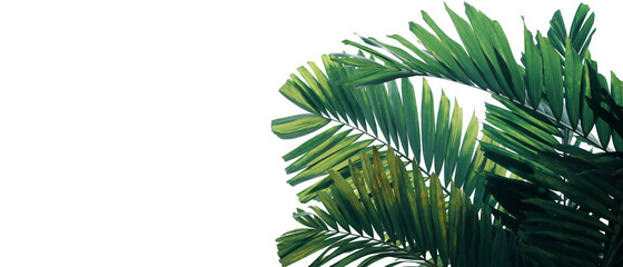 Tropical palm leaves pattern ornamental garden plant bush nature frame layout on white background...