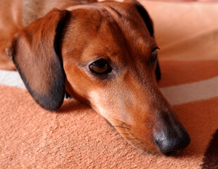Portrait of a sad dachshund. Longing for the owner