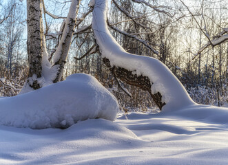 In the winter forest. Snow caps lie on the ground and trees. In the foreground is grainy textured snow that sparkles in the sun. Inclined birch covered with a thick layer of snow. Sunny day 