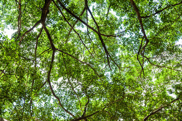 low angle view of lush banyan tree with blue sky as background