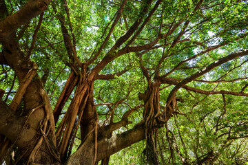 low angle view of lush banyan tree with blue sky as background