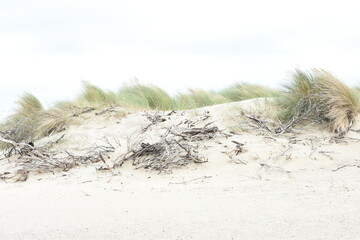 Dunes with beach grass and branches on the beach of Cadzand