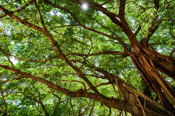 Fototapeta premium low angle view of lush banyan tree with blue sky as background