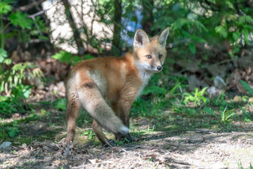 Young fox kit beginning to explore its surroundings close to the den