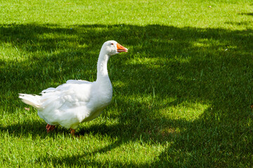Geese on the lawn in Tainan Metropolitan Park, Taiwan.