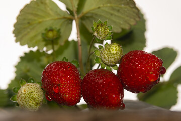 Strawberry plant with red and green fruits inside a recycled plastic container. View from below. Permaculture, horticulture. Balcony plants. Reuse and recycling of plastic containers. Drops.