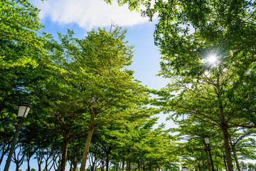 low angle view of green trees with the blue sky background
