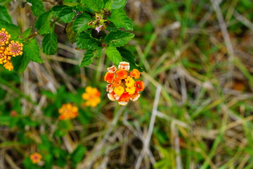 yellow lantana camara flower and green leaf