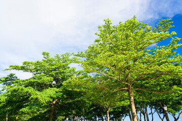 low angle view of green trees with the blue sky background