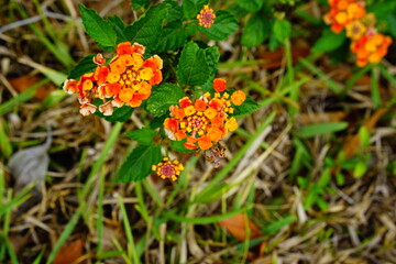 yellow lantana camara flower and green leaf