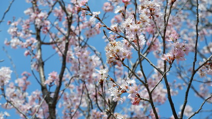 春の空に咲く桜