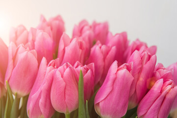 Fototapeta premium Pink tulips in pastel coral tints on white background, closeup.