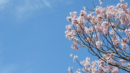 春の空に咲く桜