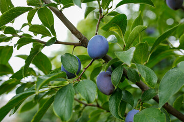 plums on the tree in the orchard