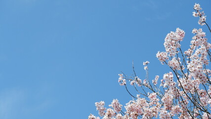 春の空に咲く桜
