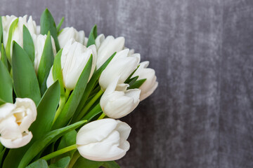 White tulips on dark background, closeup. Fresh spring flowers.