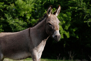mini donkey in the spring field