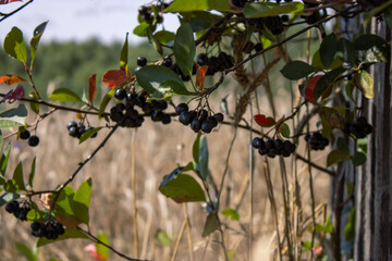 Black rowan berries on a branch. Summer