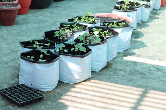 Set of vegetable plant seedlings are planted in the grow bags with cocopeat and vermicompost as the organic soil mixture. Terrace farm at homes is meant for passionate vegans and gardeners.