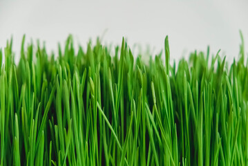 Fototapeta na wymiar Fresh green grass on a white background. Copy, empty space for text