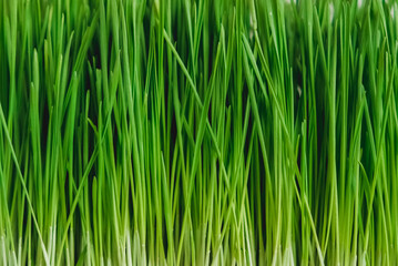 Fresh green grass as background texture. Copy, empty space for text