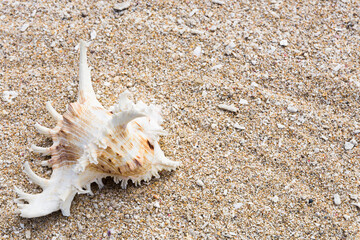 Fototapeta na wymiar close-up of seashells placed on the beach