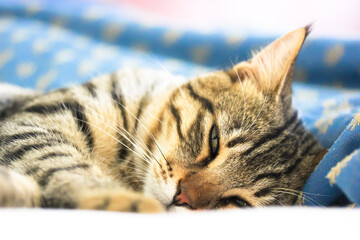 A young brown tabby domestic shorthair cat is sleeping sweetly on the white bedding blanket. Domestic Shorthair Cat Breed. World Sleep Day concept. High quality photo