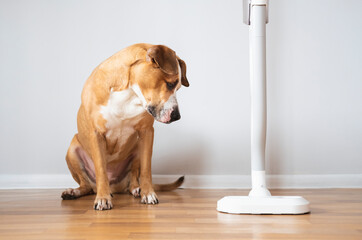 Dog looks at a vacuum cleaner. Pets with household objects, puppy is afraid of a loud vacuum cleaner