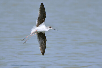 Black Winged Stilt Bird Is Flying Over The Wetland