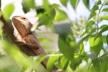 A poisonous wild lizard with the dragon like skull is resting on the tree branch.