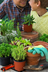 Child helps to father planting herbs and making urban garden