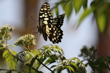 Glowing butterfly sitting on the flower during the sunset. Some insects have developed bioluminescence or Glow-in the dark gene.