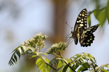 A dotted dark butterfly collecting pollen grains from the flowers of Curry leave plant or Sweet Neem during the spring season.