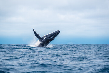 Fototapeta premium Humpback whale breaching. Humpback whale jumps out of the water, Isla de la Plata, Ecuador