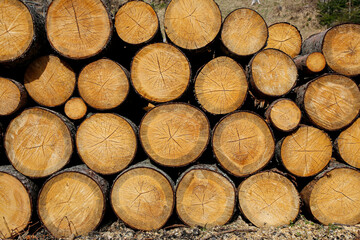 Fototapeta premium pile of wood logs stumps for winter