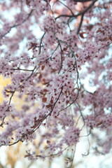 Blossom of Cherry Prunus serrulata, Prunus cerasifera var. pissardii, Black Cherry Plum,  Purple Leaf Plum